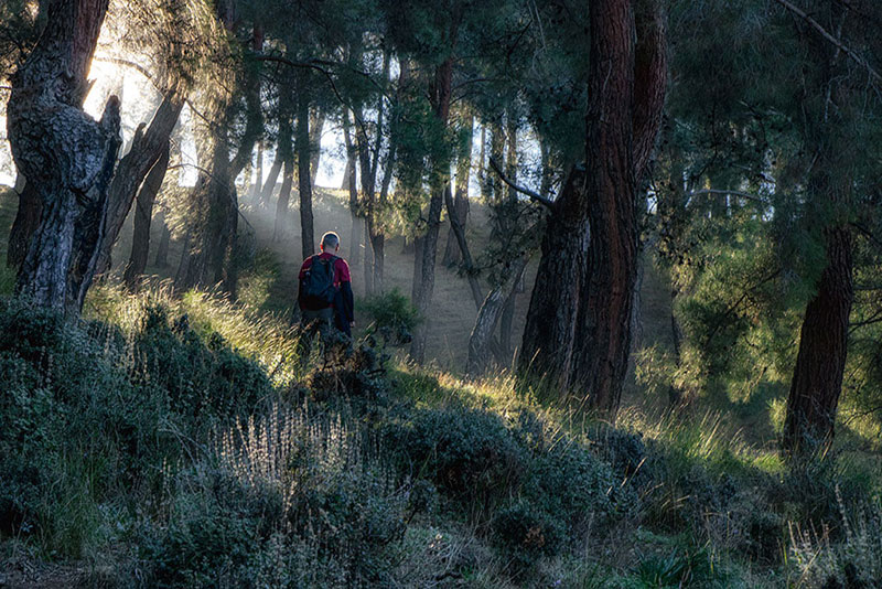 Orman doğa yürüyüş